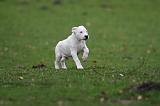 DOGUE ARGENTIN 248